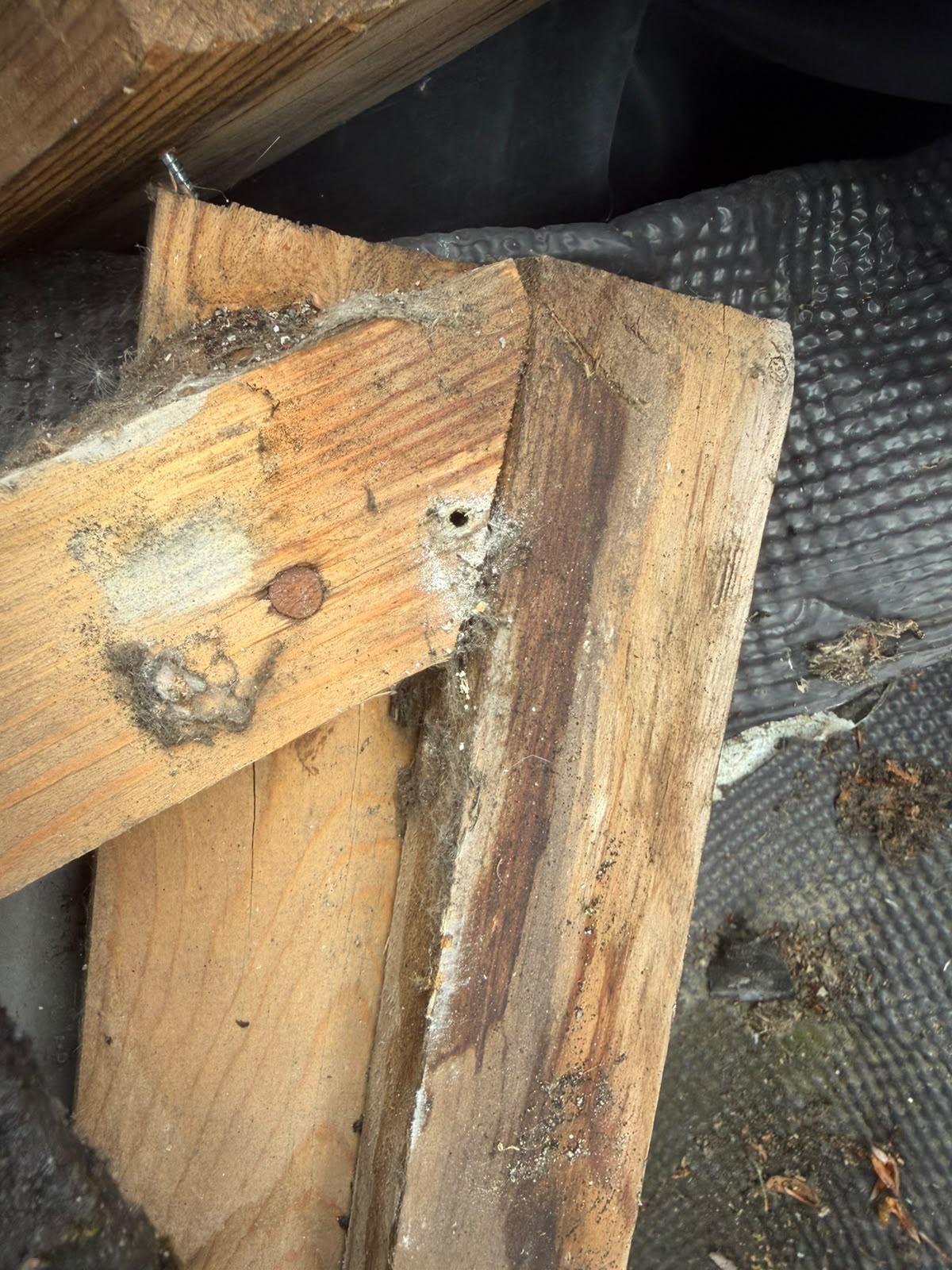 Houtrot in de dakconstructie tijdens inspectie